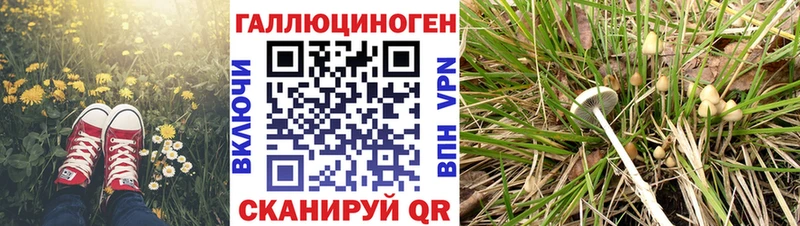 Галлюциногенные грибы Cubensis  блэк спрут ССЫЛКА  Кудрово 